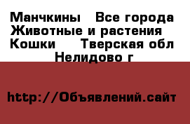 Манчкины - Все города Животные и растения » Кошки   . Тверская обл.,Нелидово г.